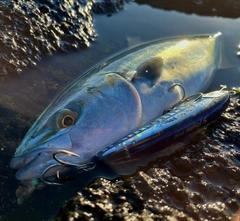 イナダの釣果