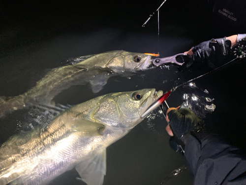 シーバスの釣果