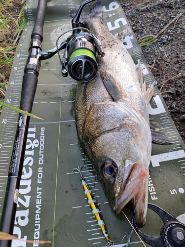 シーバスの釣果