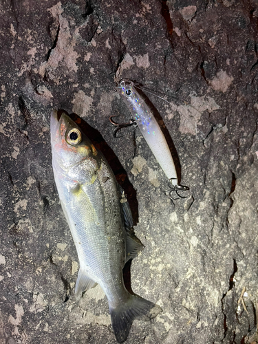 スズキの釣果