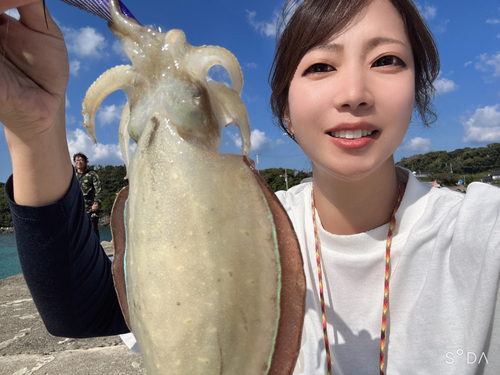 コウイカの釣果