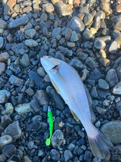 ニベの釣果