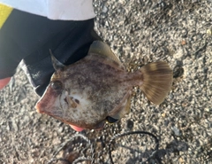 カワハギの釣果