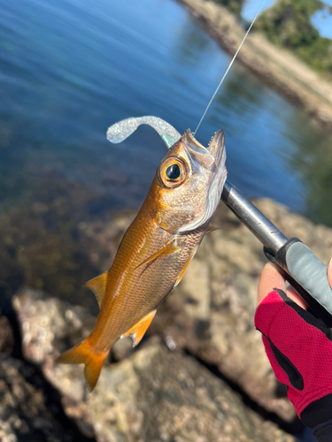 ムツの釣果