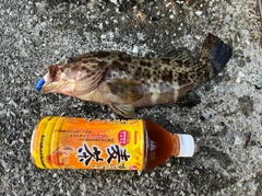 チャイロマルハタの釣果