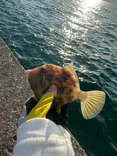 カワハギの釣果