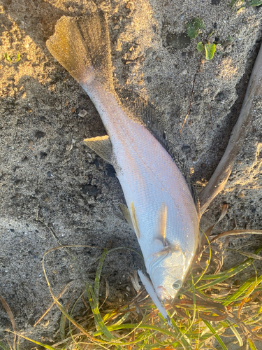 ニベの釣果