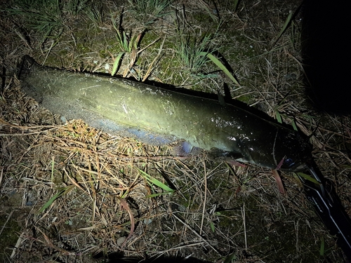 ナマズの釣果