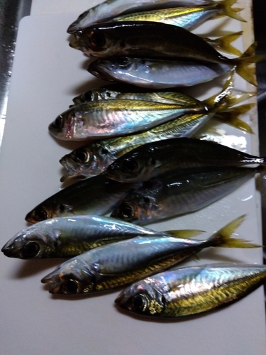 アジの釣果