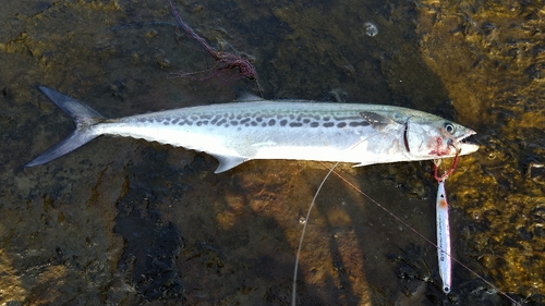 サゴシの釣果