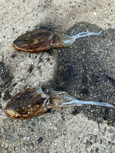 コウイカの釣果