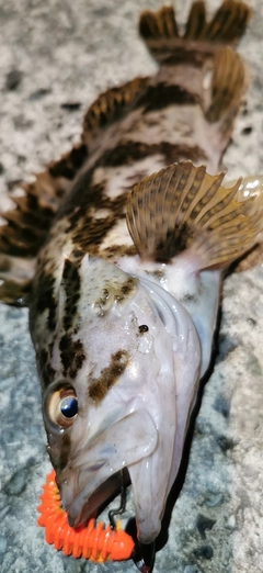 タケノコメバルの釣果