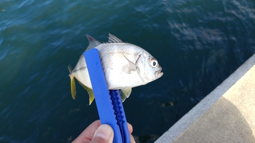 ショゴの釣果