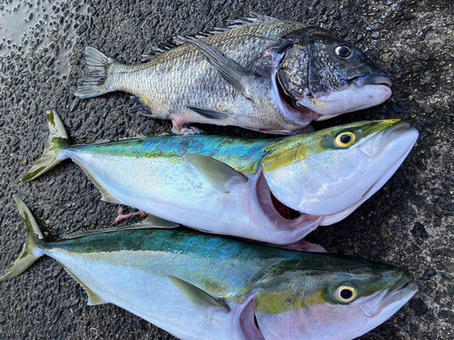 メジロの釣果