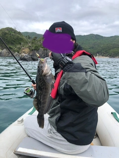 アイナメの釣果