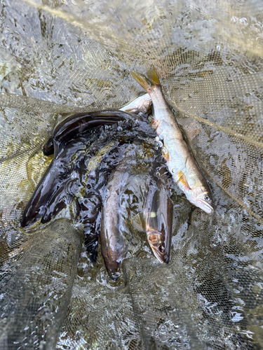 アユの釣果