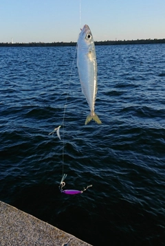 サバの釣果