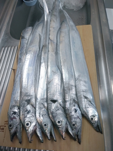 タチウオの釣果