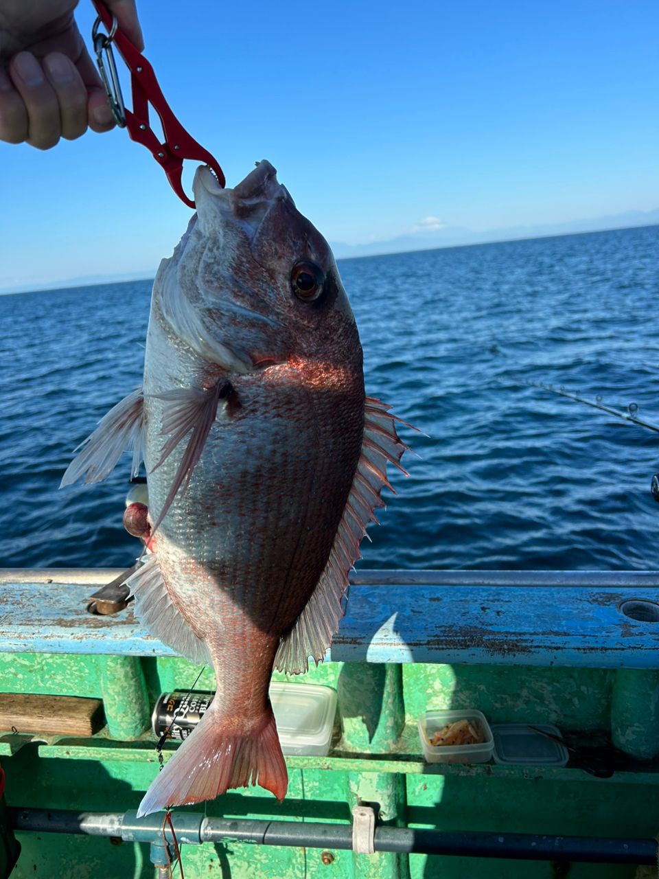 きンちゃンさんの釣果 1枚目の画像