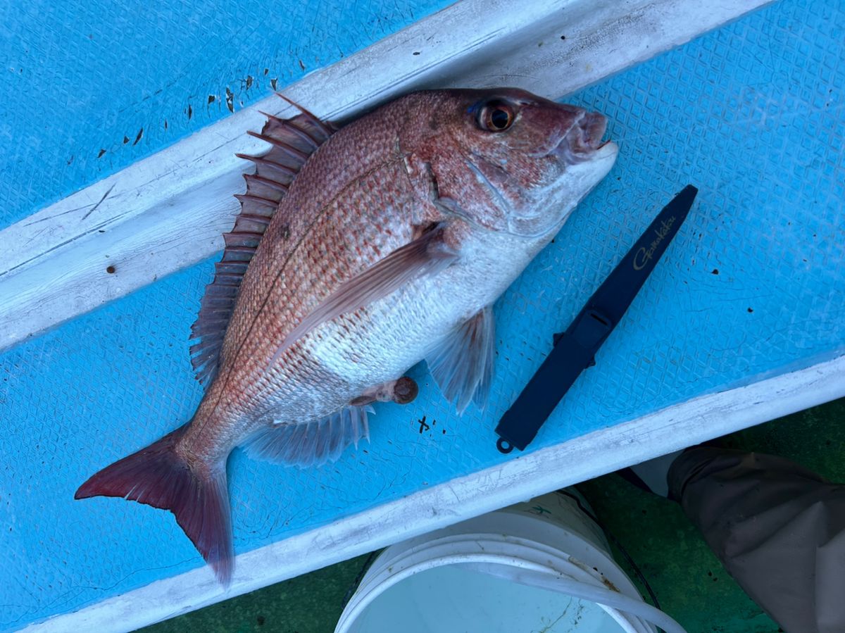 きンちゃンさんの釣果 2枚目の画像