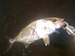 ショゴの釣果