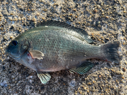 メジナの釣果