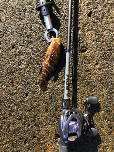 キジハタの釣果