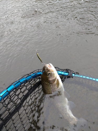 ニジマスの釣果