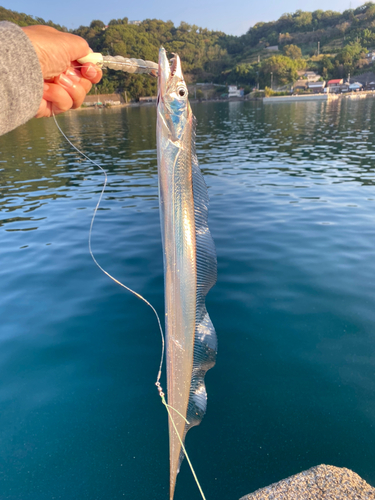 タチウオの釣果