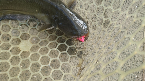 ナマズの釣果