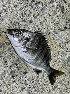 ハゼの釣果