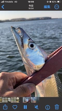 タチウオの釣果