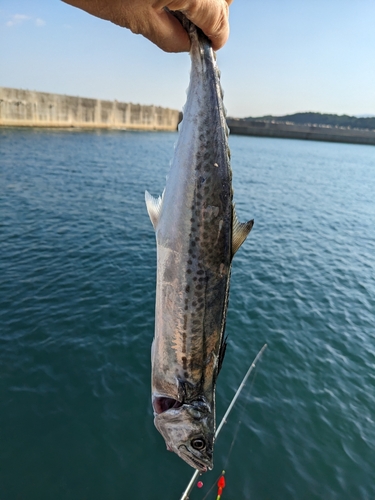 サゴシの釣果