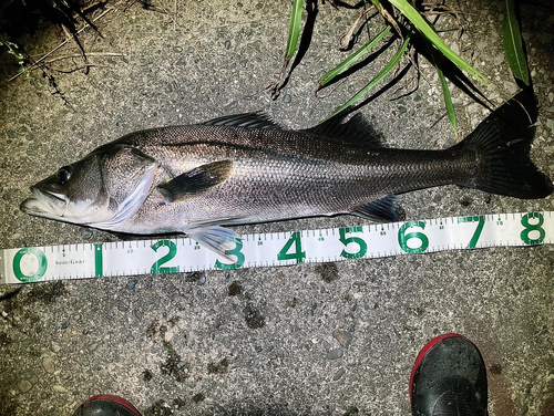 シーバスの釣果