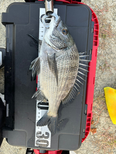 クロダイの釣果