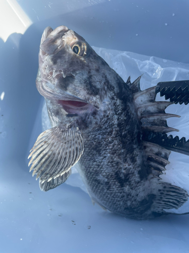 クロソイの釣果