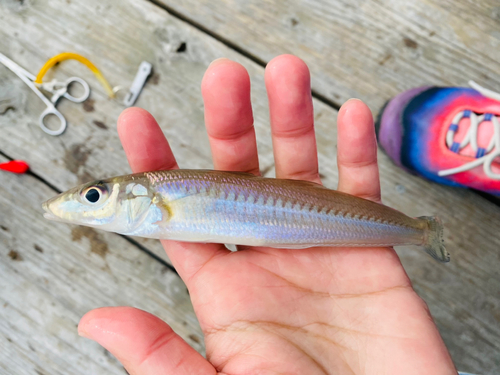 キスの釣果