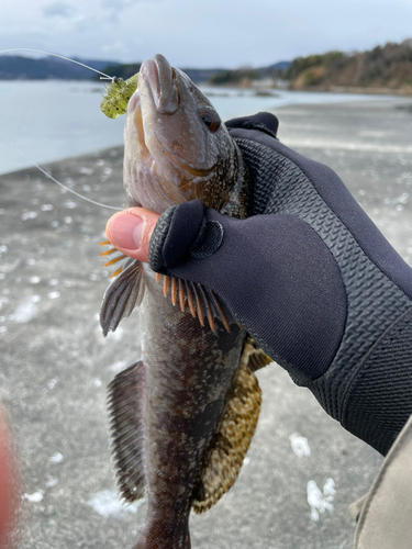 アイナメの釣果