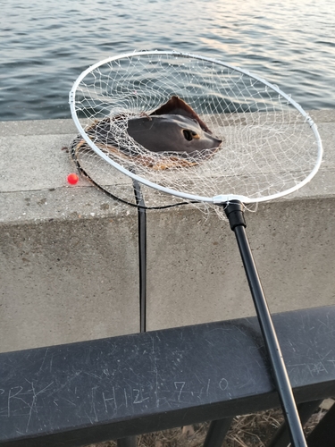 アカエイの釣果