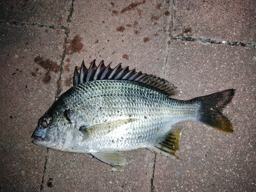 キビレの釣果