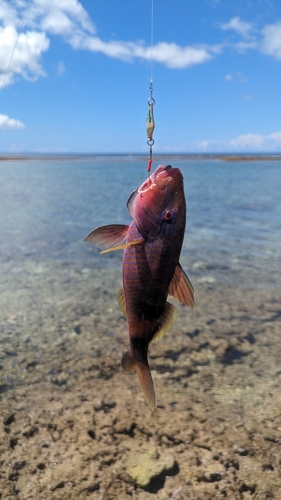 オジサンの釣果