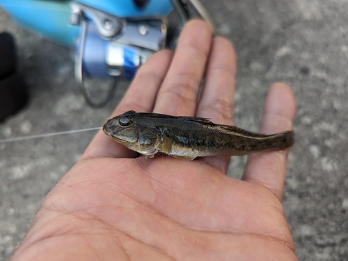 マハゼの釣果