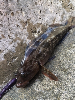 アイナメの釣果