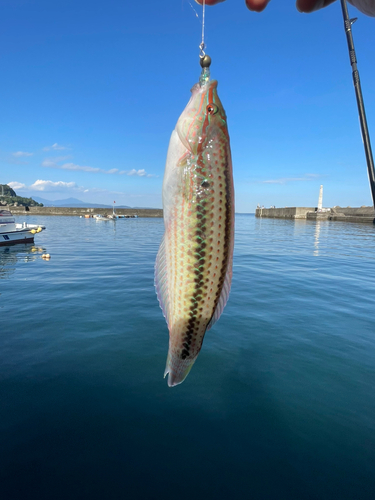 ベラの釣果