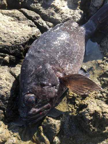 マゾイの釣果