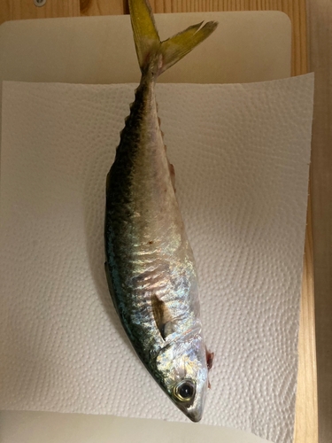 サバの釣果