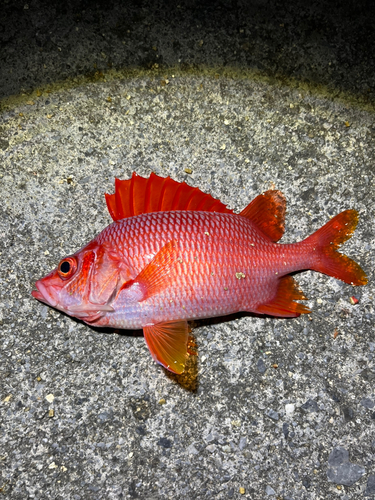 トガリエビスの釣果