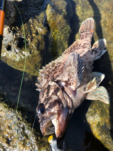 オウゴンムラソイの釣果