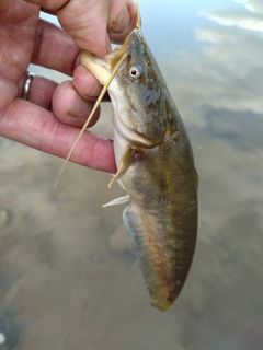 ナマズの釣果