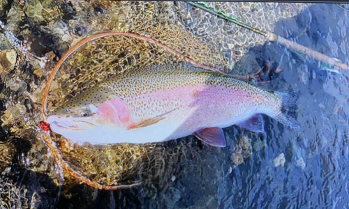 ニジマスの釣果